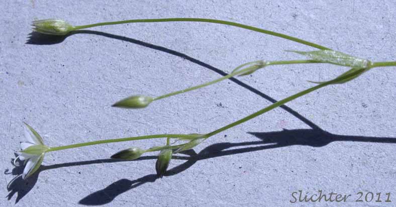 Inflorescence of Long-stalk Starwort: Stellaria longipes ssp. longipes (Synonyms: Stellaria longipes var. altocaulis, Stellaria longipes var. laeta, Stellaria longipes var. longipes)