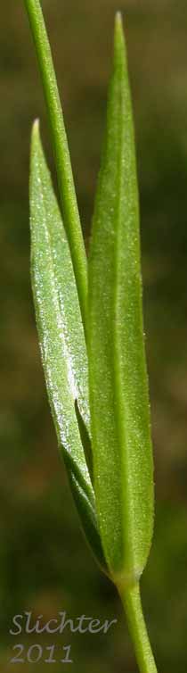 Paired stem leaves of Long-stalk Starwort: Stellaria longipes ssp. longipes (Synonyms: Stellaria longipes var. altocaulis, Stellaria longipes var. laeta, Stellaria longipes var. longipes)