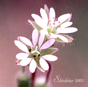 Common Chickweed: Stellaria media (Synonyms: Alsine media, Stellaria apetala, Stellaria media ssp. media, Stellaria media var. procera)