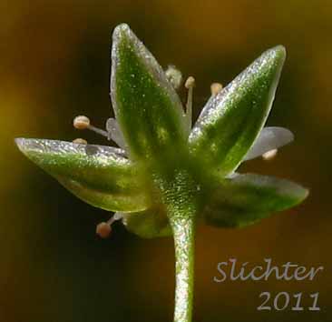 Underside of the sepals of Umbellate Chickweed, Umbellate Starwort, Umbrella Starwort: Stellaria umbellata (Synonyms: Alsine baicalensis, Stellaria gonomischa, Stellaria weberi)
