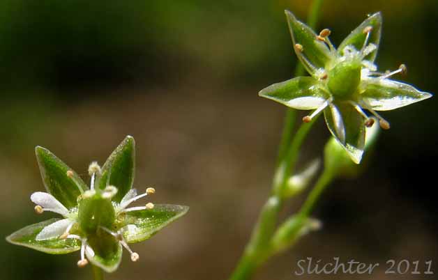 Close-up of the flowers of Umbellate Chickweed, Umbellate Starwort, Umbrella Starwort: Stellaria umbellata (Synonyms: Alsine baicalensis, Stellaria gonomischa, Stellaria weberi)