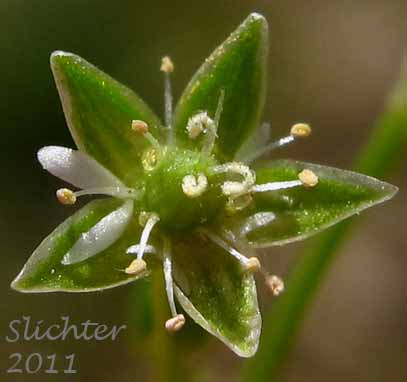 Close-up of a flower of Umbellate Chickweed, Umbellate Starwort, Umbrella Starwort: Stellaria umbellata (Synonyms: Alsine baicalensis, Stellaria gonomischa, Stellaria weberi)