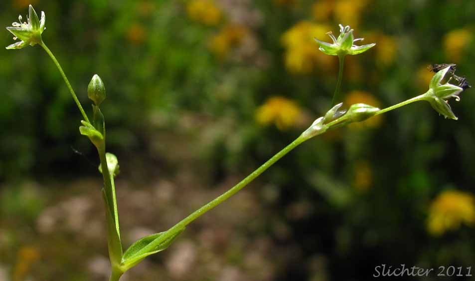 Inflorescence of Umbellate Chickweed, Umbellate Starwort, Umbrella Starwort: Stellaria umbellata (Synonyms: Alsine baicalensis, Stellaria gonomischa, Stellaria weberi)