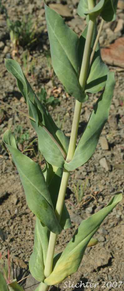 Leafy stem of Cowcockle, Cow Soapwort: Vaccaria hispanica (Synonyms: Saponaria vaccaria, Vaccaria pyramidata, Vaccaria segetalis, Vaccaria vulgaris)