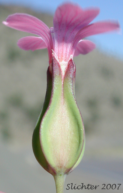 Sideview of the flower of Cowcockle, Cow Soapwort: Vaccaria hispanica (Synonyms: Saponaria vaccaria, Vaccaria pyramidata, Vaccaria segetalis, Vaccaria vulgaris)
