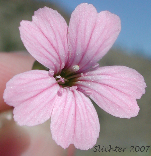 Flower of Cowcockle, Cow Soapwort: Vaccaria hispanica (Synonyms: Saponaria vaccaria, Vaccaria pyramidata, Vaccaria segetalis, Vaccaria vulgaris)