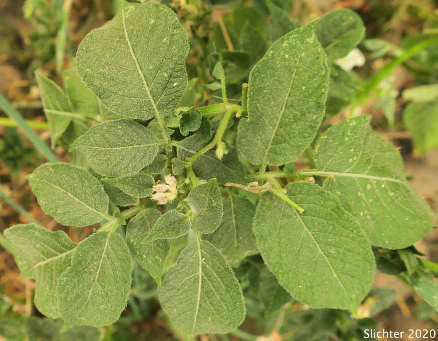 Leaves of Common Potato, Irish Potato, Potato: Solanum tuberosum