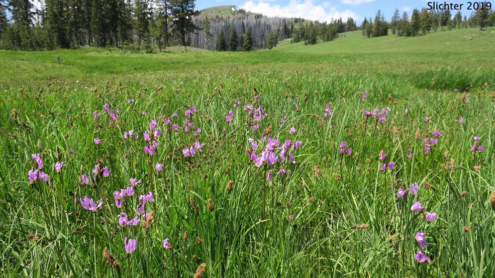 Habitat of Alpine Shootingstar, Alpine Shooting Star: Dodecatheon alpinum (Synonyms: Dodecatheon alpinum ssp. alpinum, Dodecatheon alpinum ssp. majus)