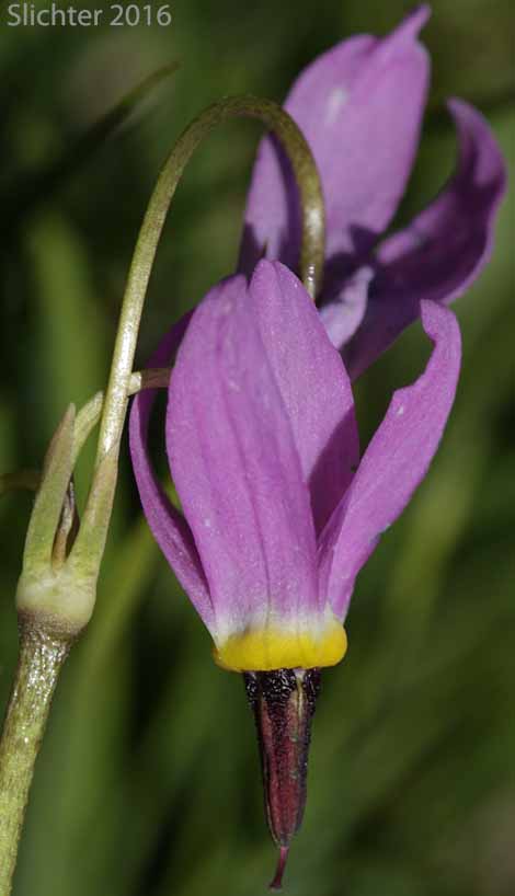 Flowers of Alpine Shootingstar, Alpine Shooting Star: Dodecatheon alpinum (Synonyms: Dodecatheon alpinum ssp. alpinum, Dodecatheon alpinum ssp. majus)