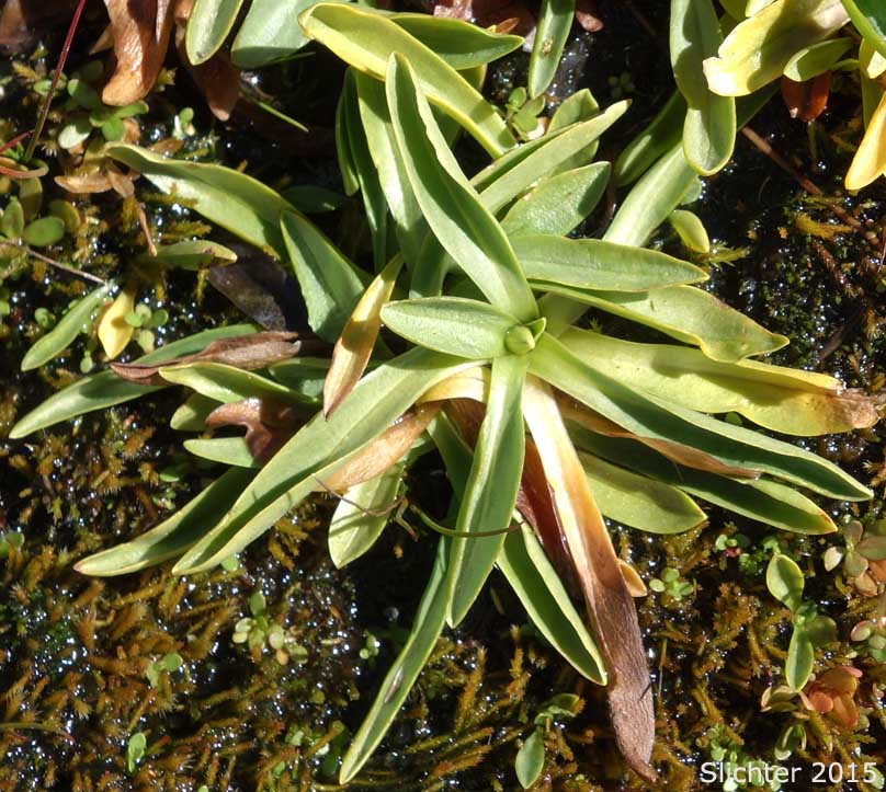 Basal leaf rosette of Alpine Shootingstar, Alpine Shooting Star: Dodecatheon alpinum (Synonyms: Dodecatheon alpinum ssp. alpinum, Dodecatheon alpinum ssp. majus)
