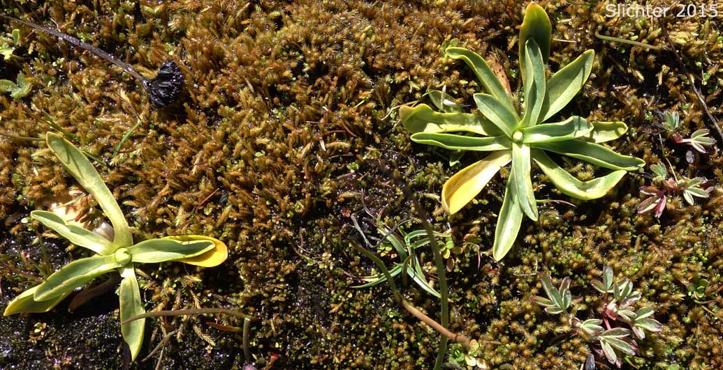 Basal leaf rosettes of Alpine Shootingstar, Alpine Shooting Star: Dodecatheon alpinum (Synonyms: Dodecatheon alpinum ssp. alpinum, Dodecatheon alpinum ssp. majus)