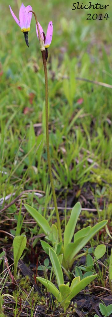 Alpine Shootingstar, Alpine Shooting Star: Dodecatheon alpinum (Synonyms: Dodecatheon alpinum ssp. alpinum, Dodecatheon alpinum ssp. majus)