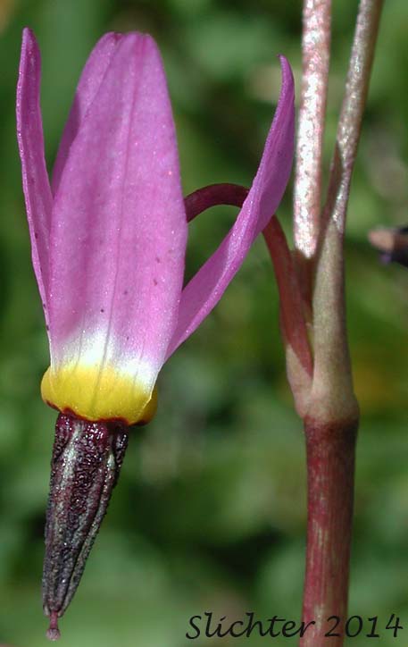 Flower of Alpine Shootingstar, Alpine Shooting Star: Dodecatheon alpinum (Synonyms: Dodecatheon alpinum ssp. alpinum, Dodecatheon alpinum ssp. majus)