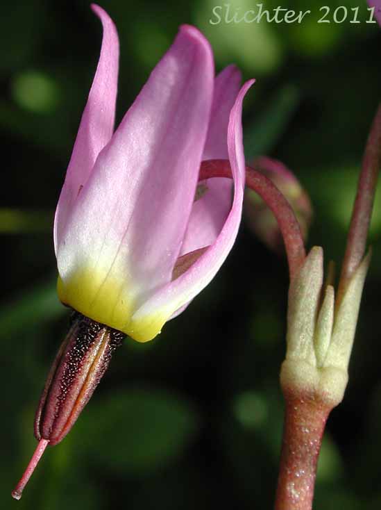 Close-up of the flower of Alpine Shootingstar, Alpine Shooting Star: Dodecatheon alpinum (Synonyms: Dodecatheon alpinum ssp. alpinum, Dodecatheon alpinum ssp. majus)