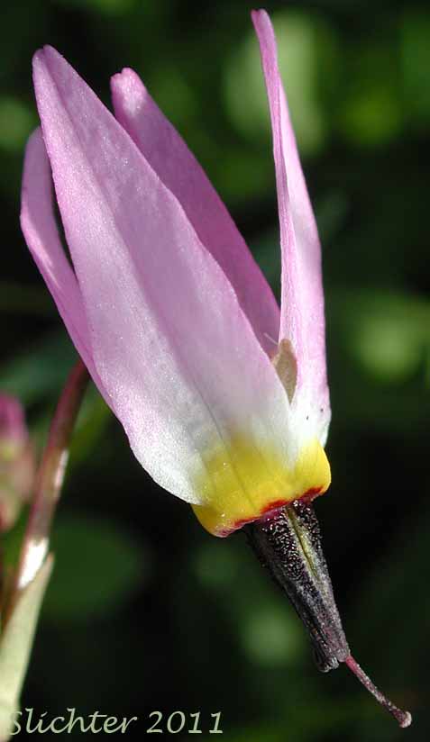 Close-up of a flower of Alpine Shootingstar, Alpine Shooting Star: Dodecatheon alpinum (Synonyms: Dodecatheon alpinum ssp. alpinum, Dodecatheon alpinum ssp. majus)
