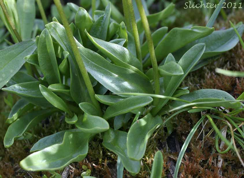 Basal leaf cluster of Alpine Shootingstar, Alpine Shooting Star: Dodecatheon alpinum (Synonyms: Dodecatheon alpinum ssp. alpinum, Dodecatheon alpinum ssp. majus)