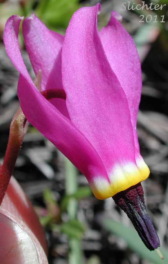 Close-up of a flower of Bonneville Shooting Star, Desert Shooting Star, Slimpod Shooting Star: Dodecatheon conjugens (Synonyms: Dodecatheon conjugens ssp. conjugens, Dodecatheon conjugens ssp. leptophyllum, Dodecatheon conjugens var. conjugens, Dodecatheon conjugens ssp. viscidum, Dodecatheon conjugens var. conjugens, Dodecatheon conjugens var. viscidum)