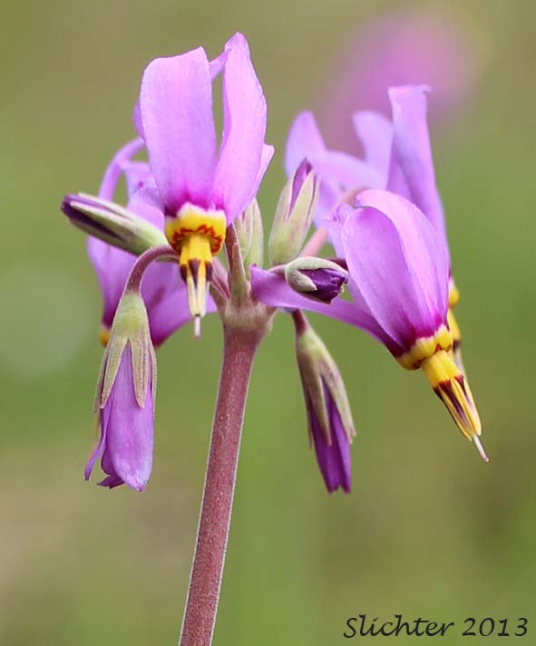 Inflorescence of Cusick's Shooting Star, Sticky Shooting Star: Dodecatheon cusickii (Synonyms: Dodecatheon cusickii var. cusickii, Dodecatheon pauciflorum var. cusickii, Dodecatheon pulchellum ssp. cusickii, Dodecatheon pulchellum var. cusickii)