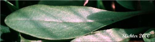 Basal leaf of Synonyms: Dodecatheon pauciflorum var. monanthum, Dodecatheon pulchellum ssp. monanthum, Dodecatheon pulchellum var. monanthum, Dodecatheon radicatum ssp. monanthum, Primula pauciflora var. monantha)