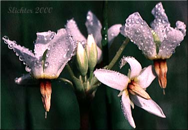 White-flowered form of Synonyms: Dodecatheon pauciflorum var. monanthum, Dodecatheon pulchellum ssp. monanthum, Dodecatheon pulchellum var. monanthum, Dodecatheon radicatum ssp. monanthum, Primula pauciflora var. monantha