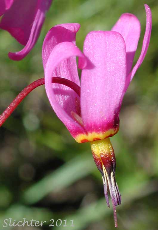 Close-up of a flower of Cusick's Shooting Star, Sticky Shooting Star: Dodecatheon cusickii (Synonyms: Dodecatheon cusickii var. cusickii, Dodecatheon pauciflorum var. cusickii, Dodecatheon pulchellum ssp. cusickii, Dodecatheon pulchellum var. cusickii)