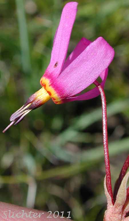 Close-up of a flower of Cusick's Shooting Star, Sticky Shooting Star: Dodecatheon cusickii (Synonyms: Dodecatheon cusickii var. cusickii, Dodecatheon pauciflorum var. cusickii, Dodecatheon pulchellum ssp. cusickii, Dodecatheon pulchellum var. cusickii)