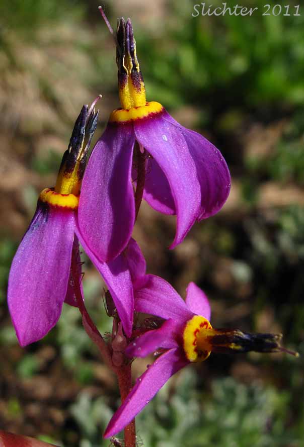 Close-up of the inflorescence of Few-flowered Shooting Star, Dark-throat Shooting Star, Pretty Shootingstar, Pretty Shooting Star: Dodecatheon pulchellum var. pulchellum (Synonyms: Dodecatheon pauciflorum, Dodecatheon pauciflorum var. watsonii, Dodecatheon pulchellum ssp. macrocarpum, Dodecatheon pulchellum ssp. pauciflorum, Dodecatheon pulchellum ssp. pulchellum, Dodecatheon pulchellum ssp. watsonii, Dodecatheon pulchellum var. watsonii, Dodecatheon radicatum, Dodecatheon radicatum ssp. watsonii, Primula pauciflora)