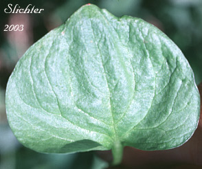 Leaf of Heart-leaf Springbeauty, Broad-leaf Spring-beauty, Broad-leaf Montia: Claytonia cordifolia (Synonyms: Claytonia sibirica var. cordifolia, Montia cordifolia)