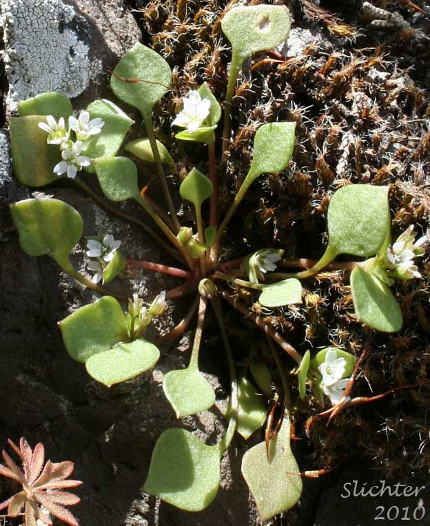 Cuban Spinach, Miner's Lettuce, Winter Purslane: Claytonia perfoliata ssp. intermontana (Synonym: Claytonia perfoliata var. intermontana)
