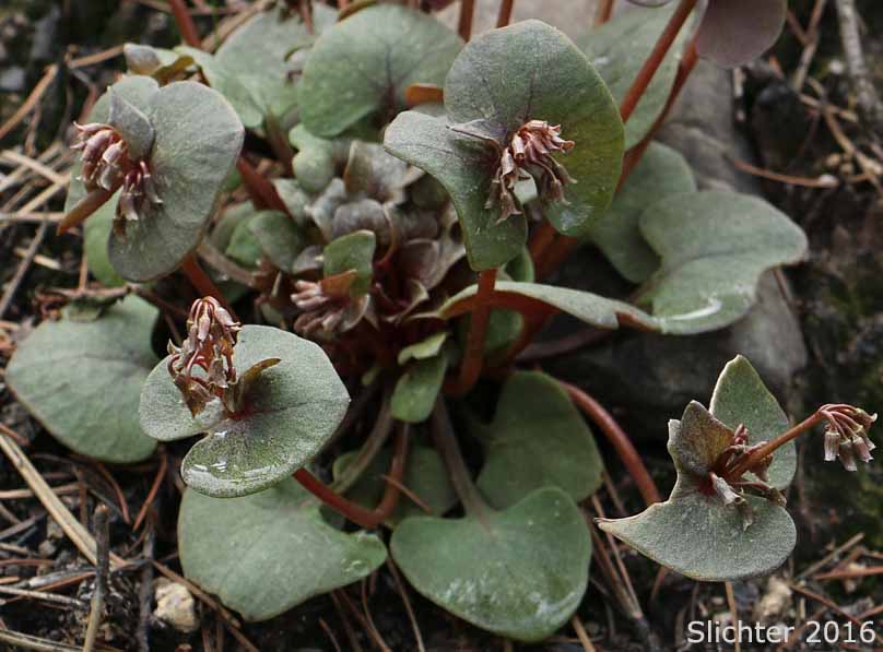 Erubescent Miner's Lettuce, Red Miner's Lettuce, Redstem Springbeauty: Claytonia rubra ssp. rubra (Synonyms: Montia perfoliata (in part), Montia rubra)