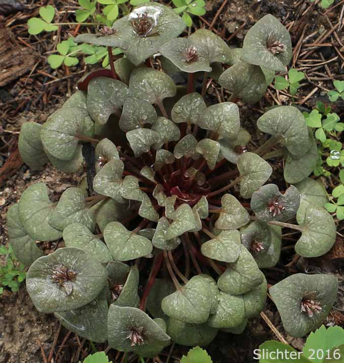 Erubescent Miner's Lettuce, Red Miner's Lettuce, Redstem Springbeauty: Claytonia rubra ssp. rubra (Synonyms: Montia perfoliata (in part), Montia rubra)