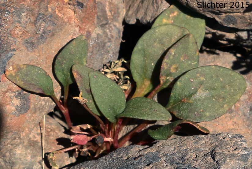 Great Basin Springbeauty, Umbellate Springbeauty: Claytonia umbellata
