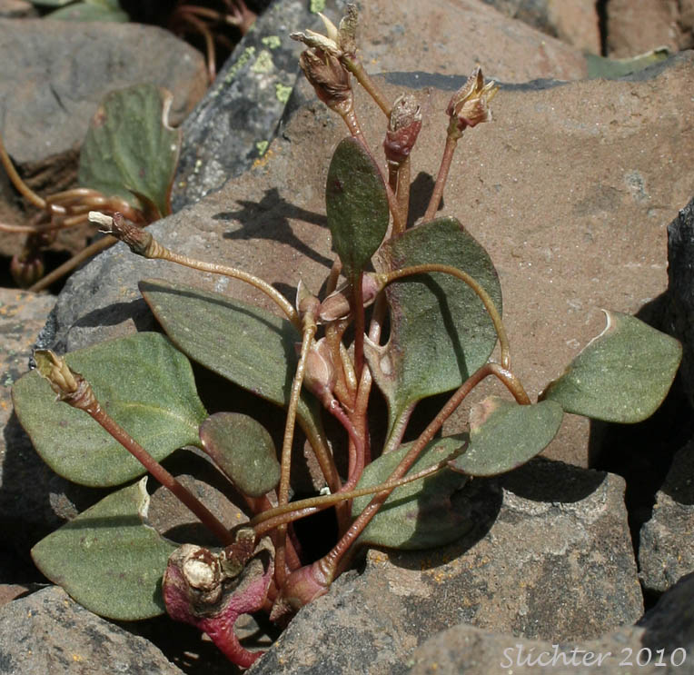 Great Basin Springbeauty, Umbellate Springbeauty: Claytonia umbellata