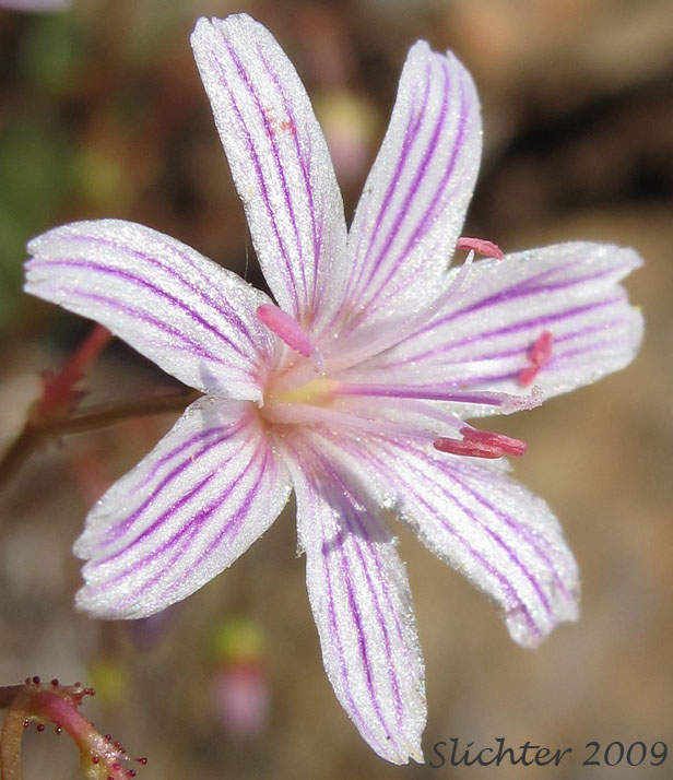 Flower of Columbia Lewisia: Lewisia columbiana var. columbiana