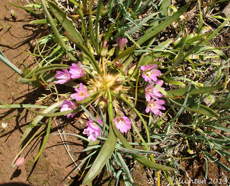 Nevada Bitter-root, Nevada Lewisia: Lewisia nevadensis (Synonyms: Calandrinia nevadensis, Claytonia grayana, Lewisia bernardina, Lewisia minima, Lewisia pygmaea var. nevadensis, Oreobroma nevadensis)