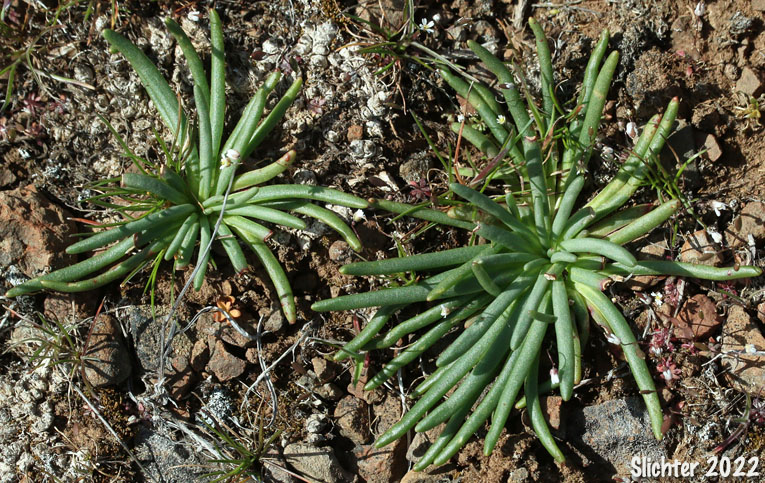 Basal leaves of Bitterroot, Bitter-root: Lewisia rediviva var. rediviva (Synonyms: Lewisia rediviva, Lewisia rediviva var. minor) prior to bloom.