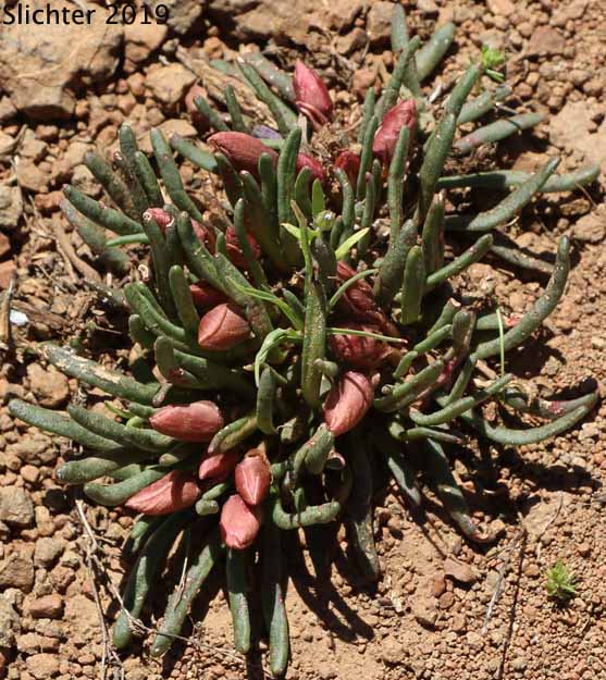 Bitterroot, Bitter-root: Lewisia rediviva var. rediviva (Synonyms: Lewisia rediviva, Lewisia rediviva var. minor)
