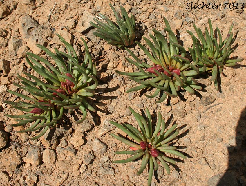 Basal leaf rosettes of Bitterroot, Bitter-root: Lewisia rediviva var. rediviva (Synonyms: Lewisia rediviva, Lewisia rediviva var. minor)
