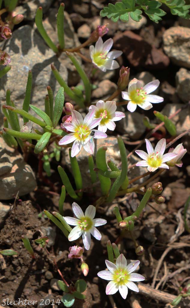 Threeleaf Lewisia, Three-leaf Lewisia, Three-leaf Bitter-root: Lewisia triphylla (Synonyms: Claytonia triphylla, Erocallis triphylla, Oreobroma triphylla)