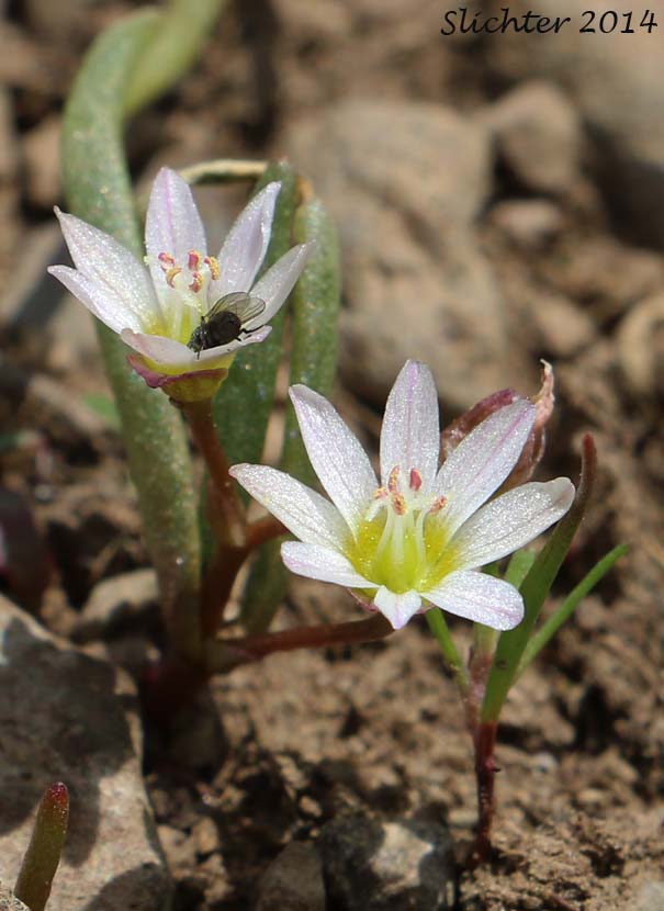 Threeleaf Lewisia, Three-leaf Lewisia, Three-leaf Bitter-root: Lewisia triphylla (Synonyms: Claytonia triphylla, Erocallis triphylla, Oreobroma triphylla)