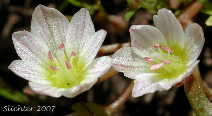 Flowers of Threeleaf Lewisia, Three-leaf Lewisia, Three-leaf Bitter-root: Lewisia triphylla (Synonyms: Claytonia triphylla, Erocallis triphylla, Oreobroma triphylla)
