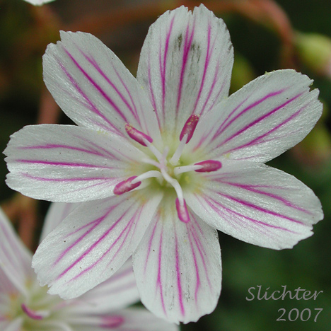 Flower of Wallowa Lewisia, Columbia Lewisia Lewisia columbiana var. wallowensis (Synonym: Lewisia columbiana ssp. wallowensis)