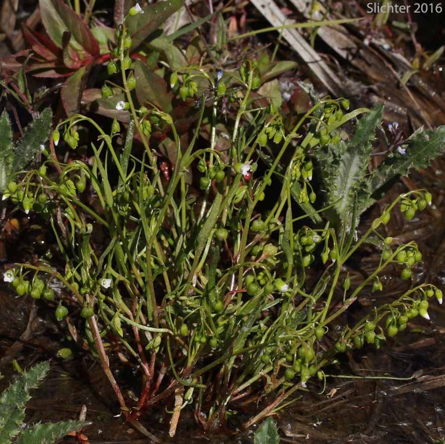 Line-leaf Montia, Lineleaf Indian Lettuce, Narrowleaf Miner's-lettuce, Narrowleaf Montia, Narrow-leaved Montia: Montia linearis (Synonym: Claytonia linearis)