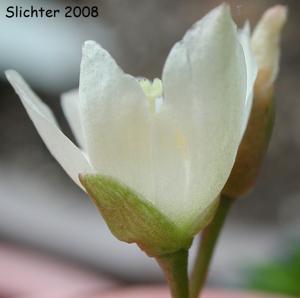 Okanogan Fameflower: Phemeranthus sediformis (Synonyms: Talinum sediforme, Talinum okanoganense)