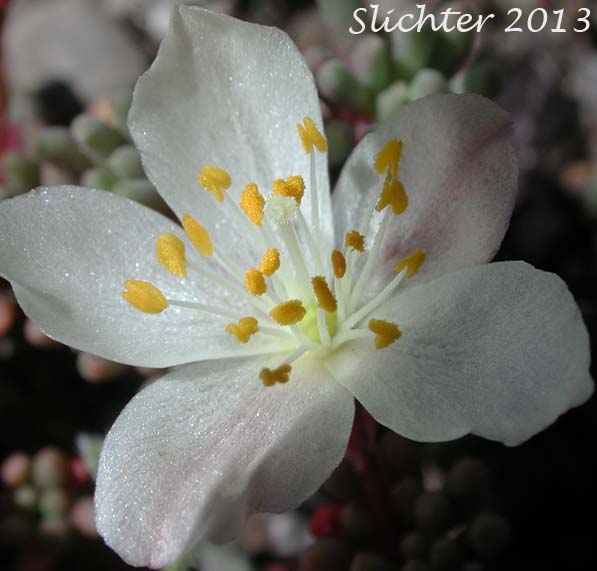 Okanogan Fameflower: Phemeranthus sediformis (Synonyms: Talinum sediforme, Talinum okanoganense)
