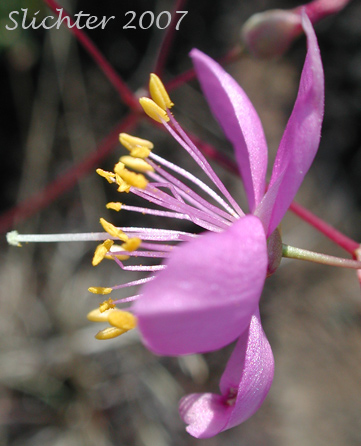 Flower of Phemeranthus spinescens