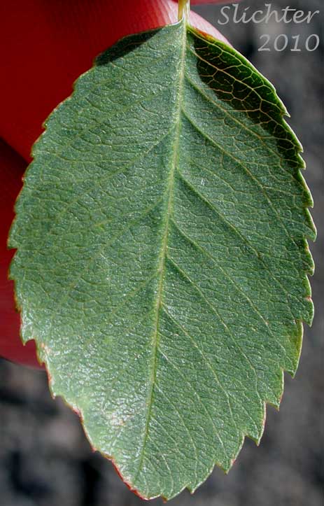 Dorsal leaf surface of Dwarf Serviceberry, Pacific Serviceberry, Western Serviceberry, Saskatoon Serviceberry: Amelanchier alnifolia var. alnifolia