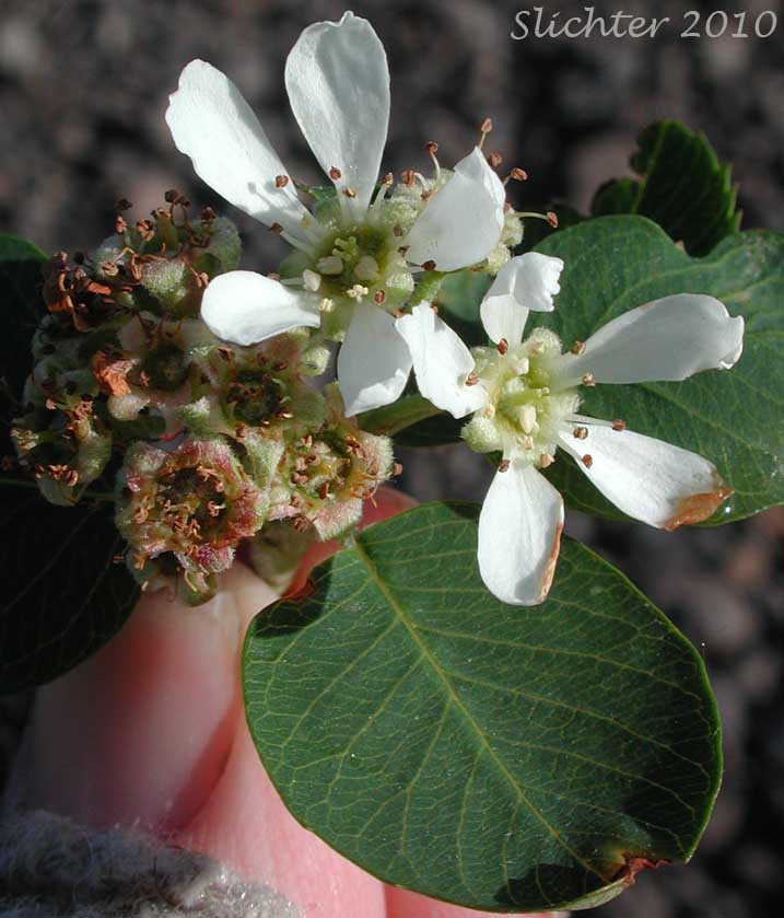 Dwarf Serviceberry, Pacific Serviceberry, Western Serviceberry, Saskatoon Serviceberry: Amelanchier alnifolia var. alnifolia