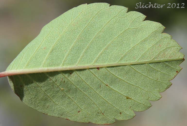 Ventral leaf surface of Dwarf Serviceberry, Pacific Serviceberry, Western Serviceberry, Saskatoon Serviceberry: Amelanchier alnifolia var. alnifolia