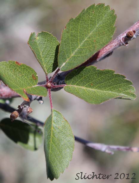 Leaves of Dwarf Serviceberry, Pacific Serviceberry, Western Serviceberry, Saskatoon Serviceberry: Amelanchier alnifolia var. alnifolia